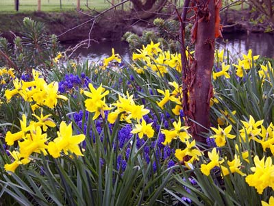 Daffodils