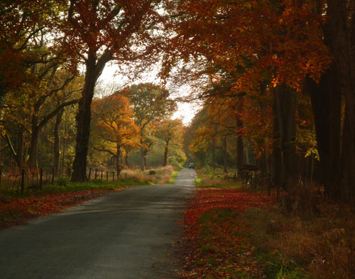 autumn-leaves-charlbury-500